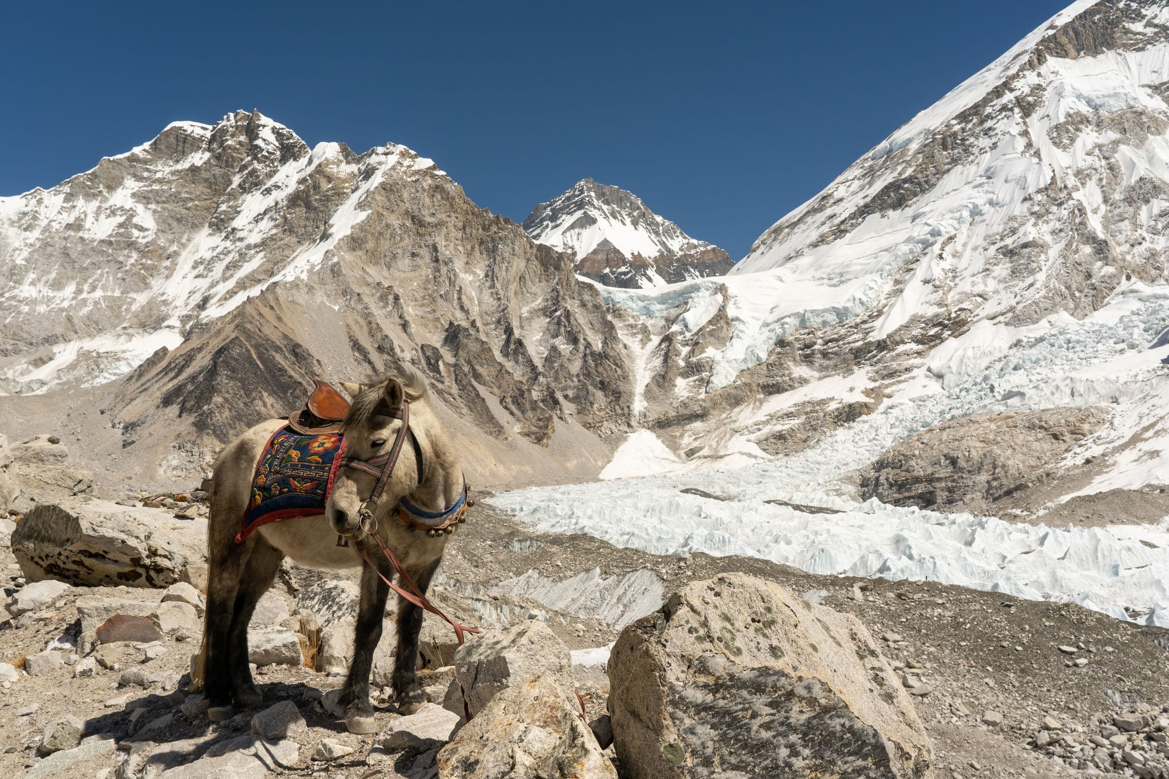 A laden pack animal resting on glacial moraine below snow peaks