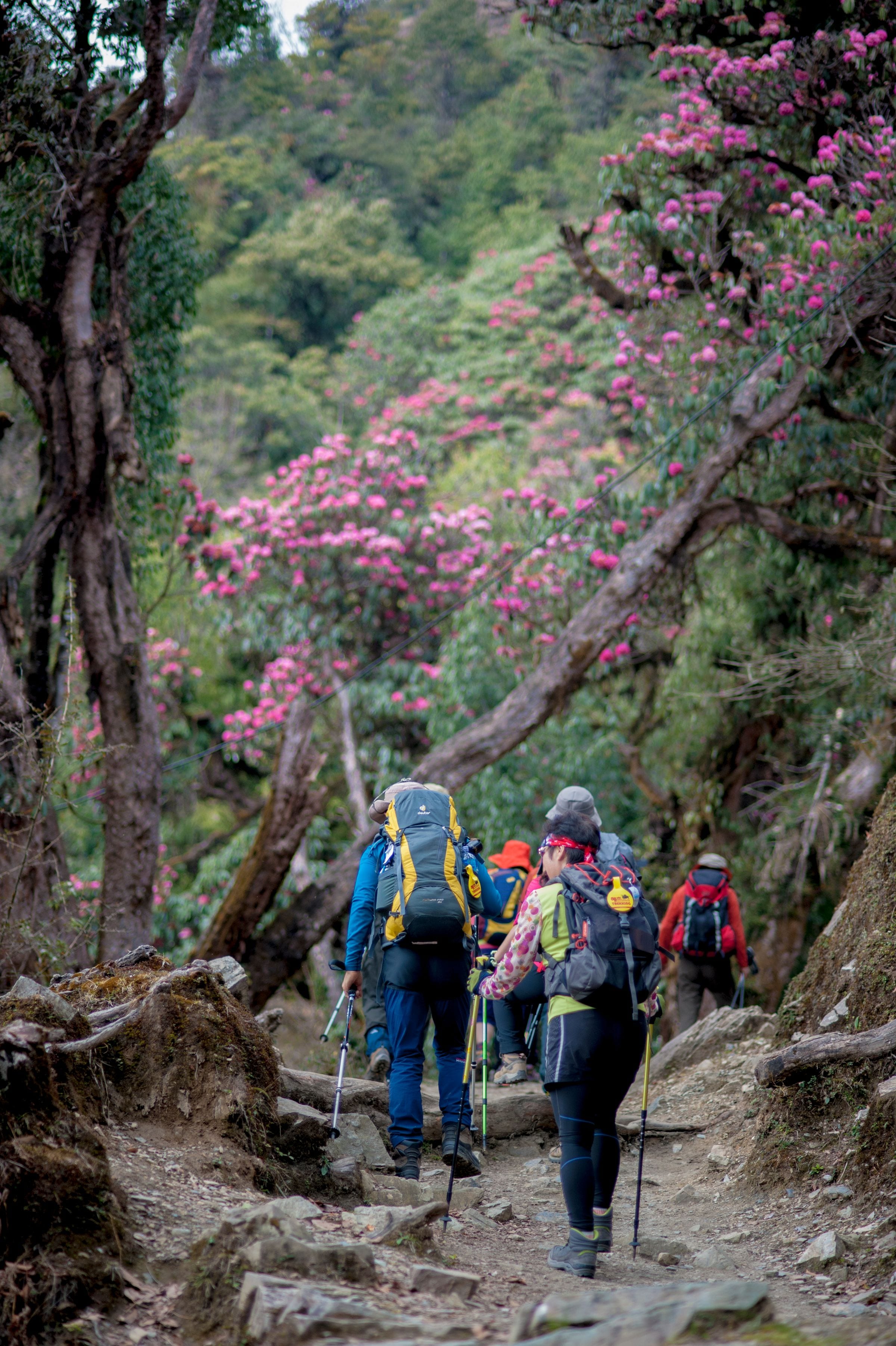 Trekkers descending a forest path under flowering rhododendron