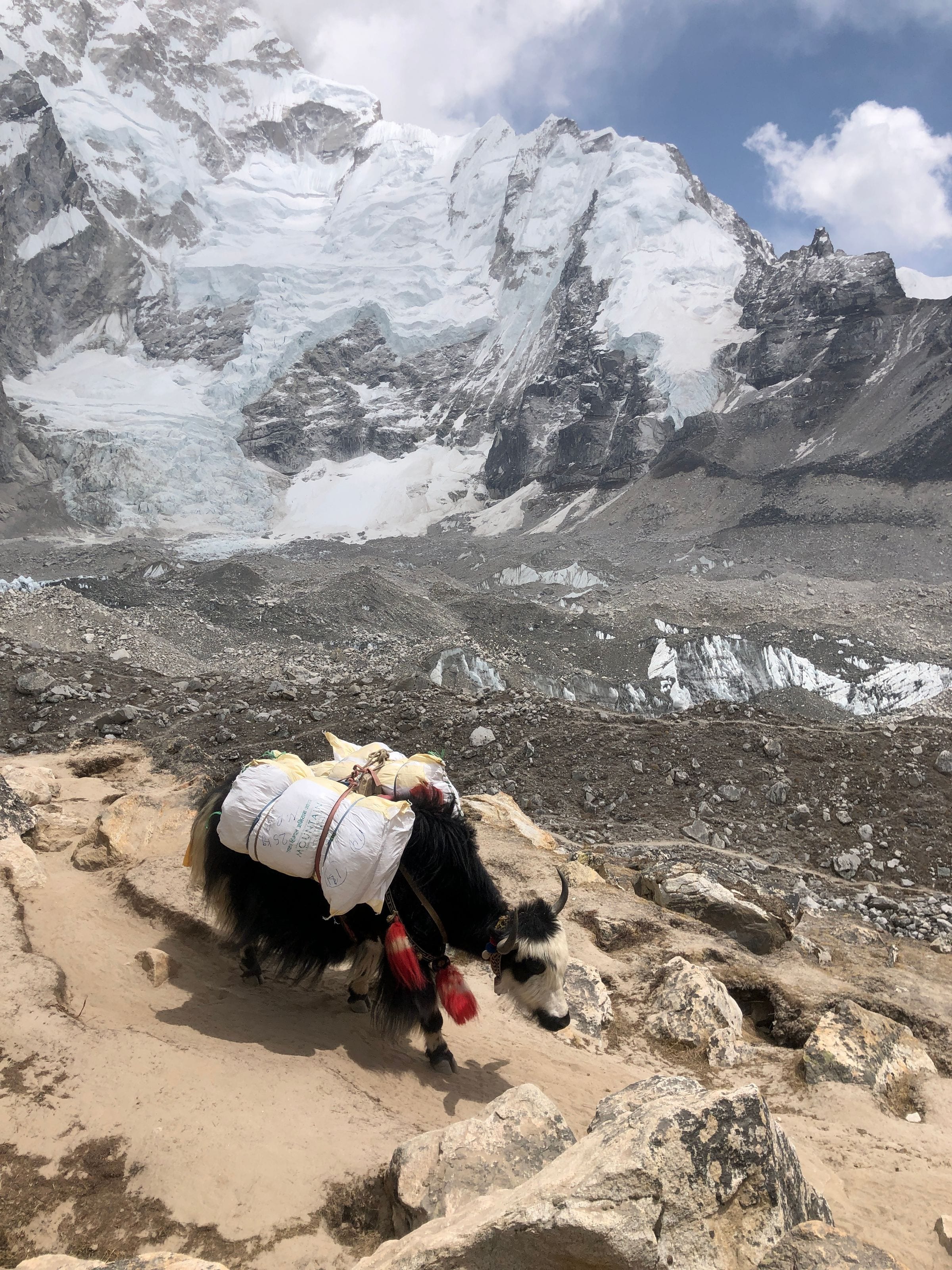 A yak on the rocky trail above the Khumbu Glacier