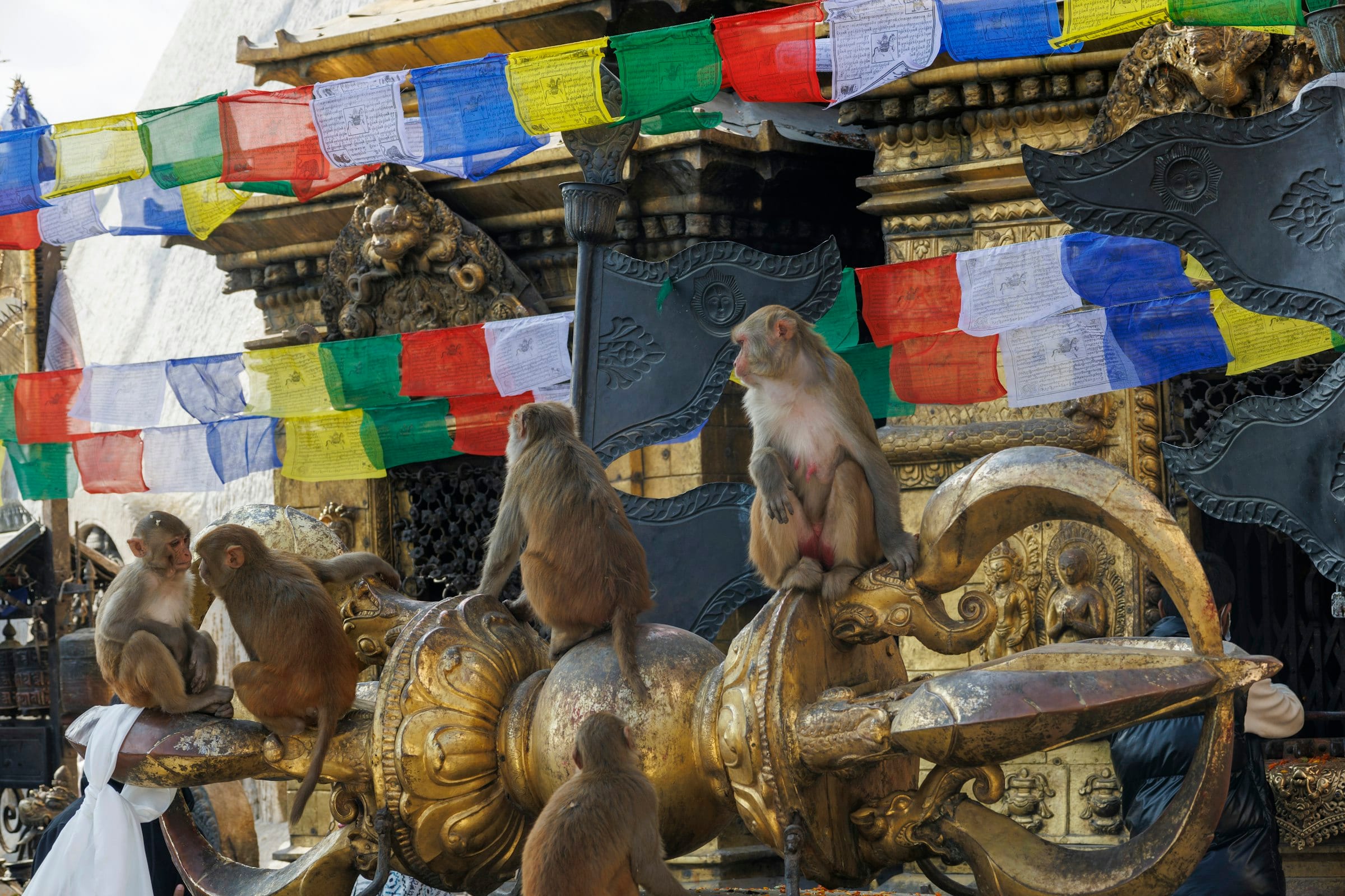 Rhesus macaques sitting on the gilded vajra at Swayambhunath