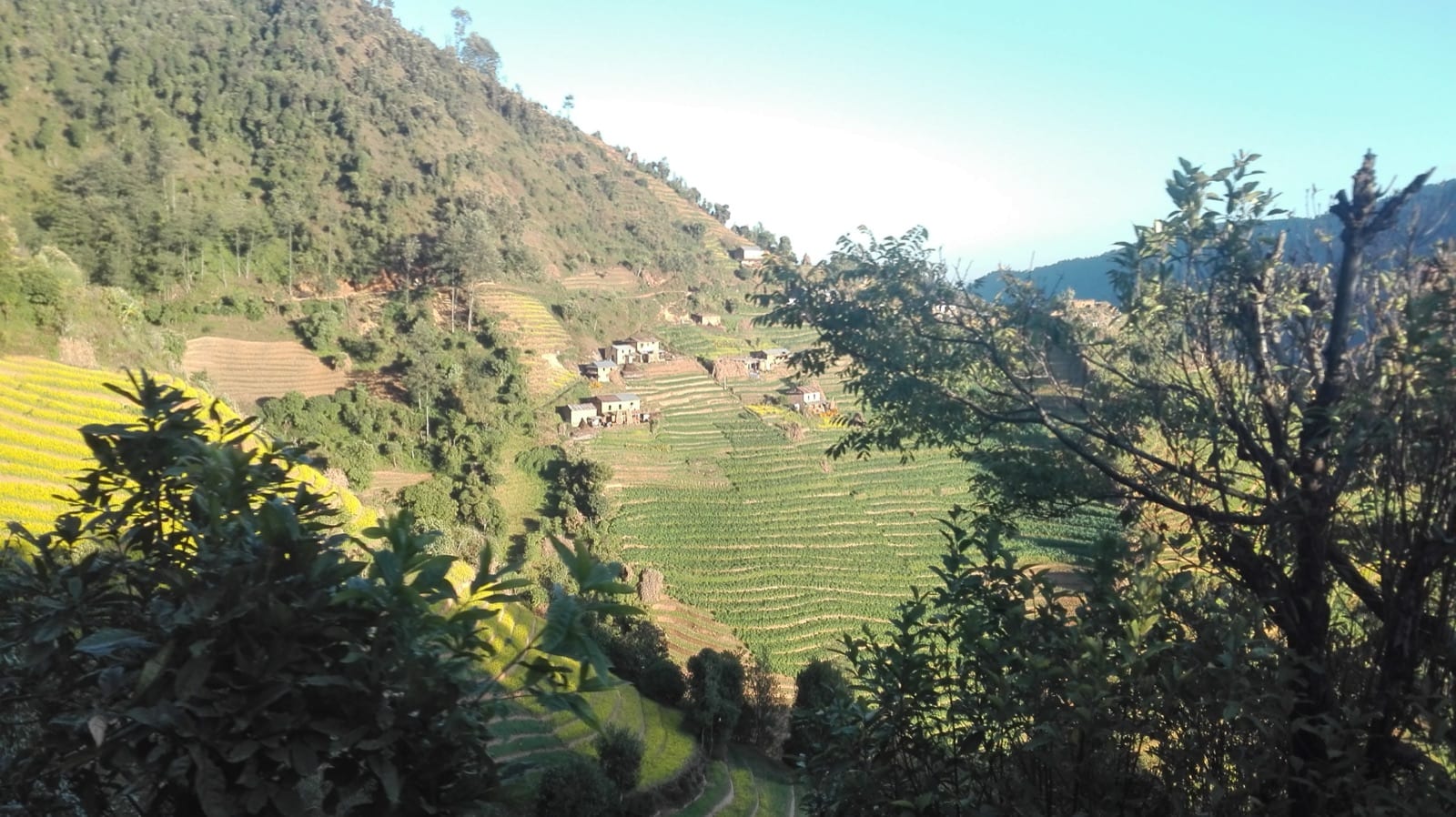 Green terraced fields and a small village on a hillside in evening light