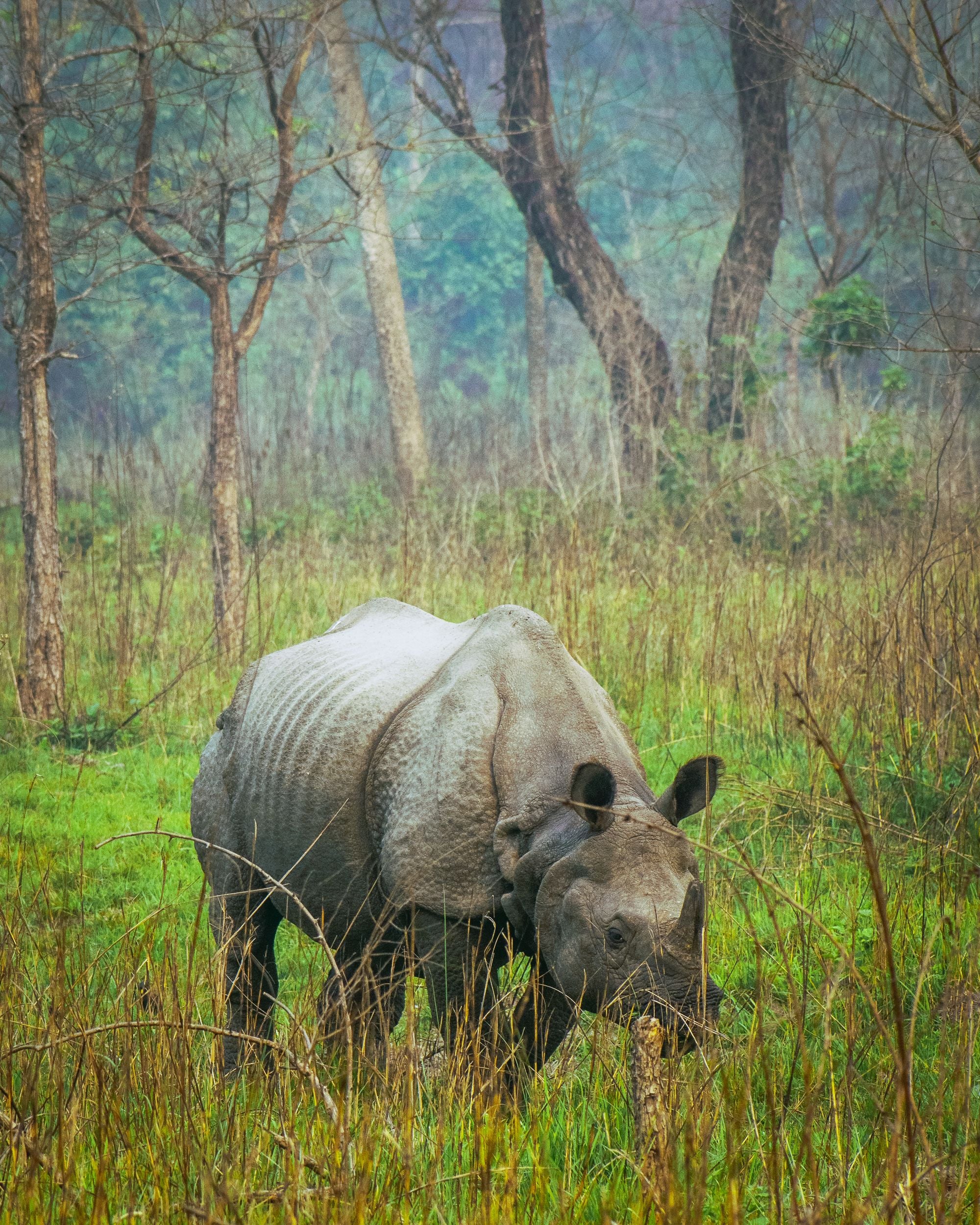 A one-horned rhinoceros grazing in the lowland jungle of Nepal