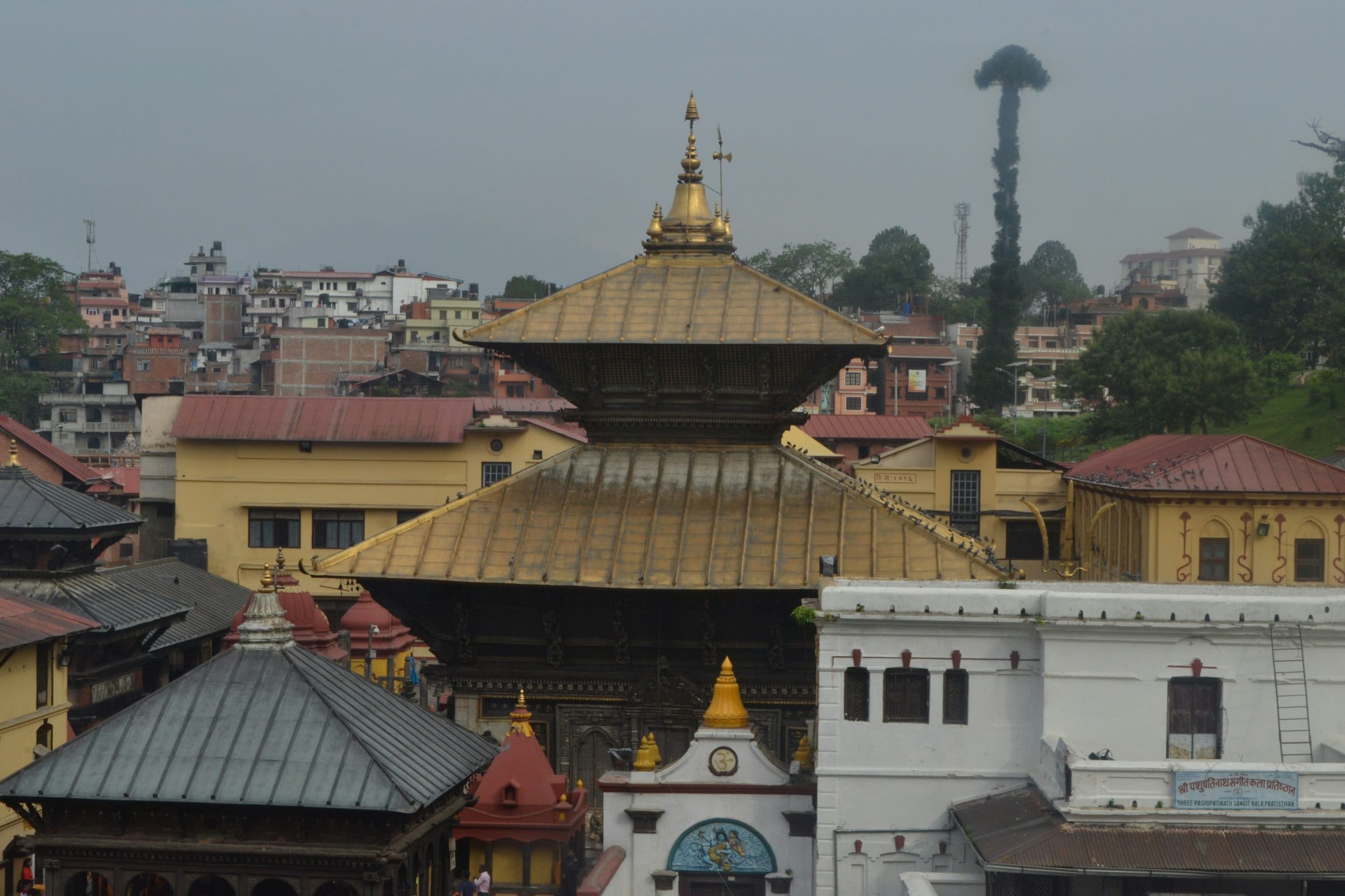 The gilded roofs of the Pashupatinath temple complex above the Bagmati